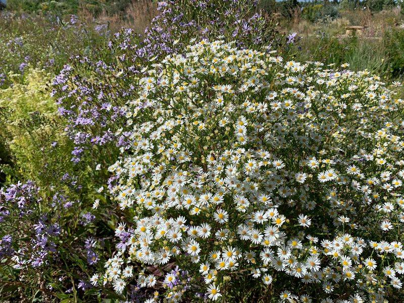 Asters (Symphyotrichum spp.)