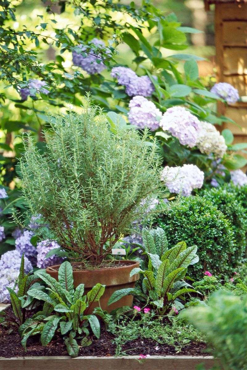 Rosemary (Salvia rosmarinus)