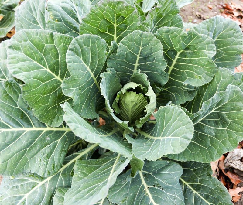 Heavy rain is not the usual cause of bitter, tough collards