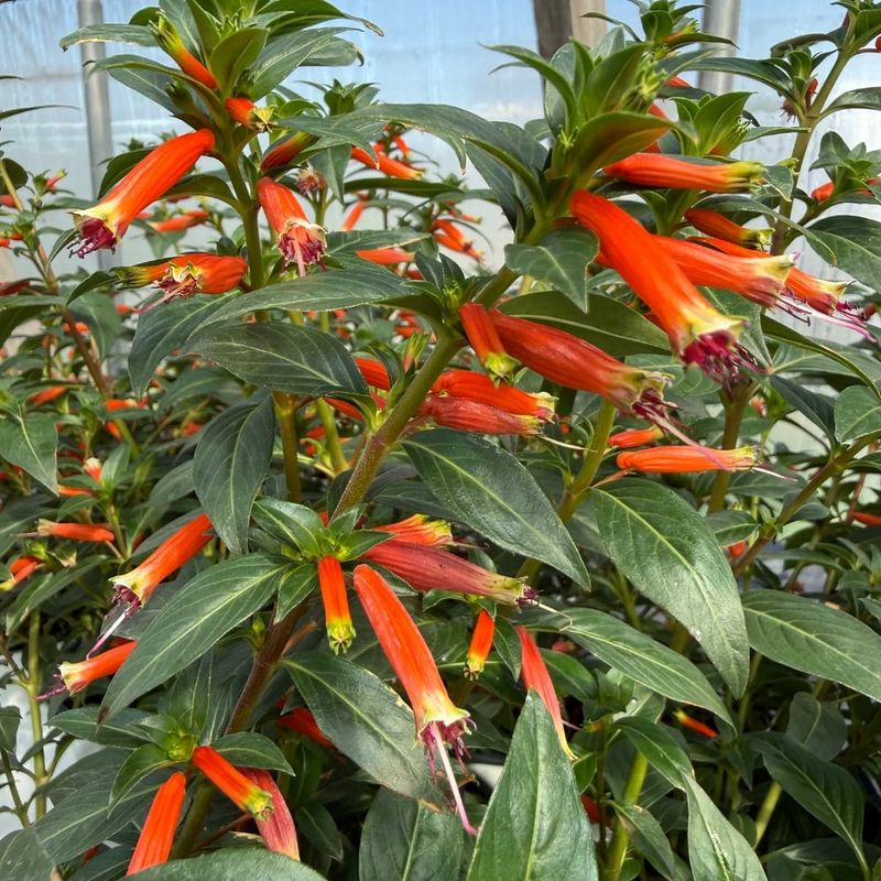 Cuphea 'Vermillionaire'
