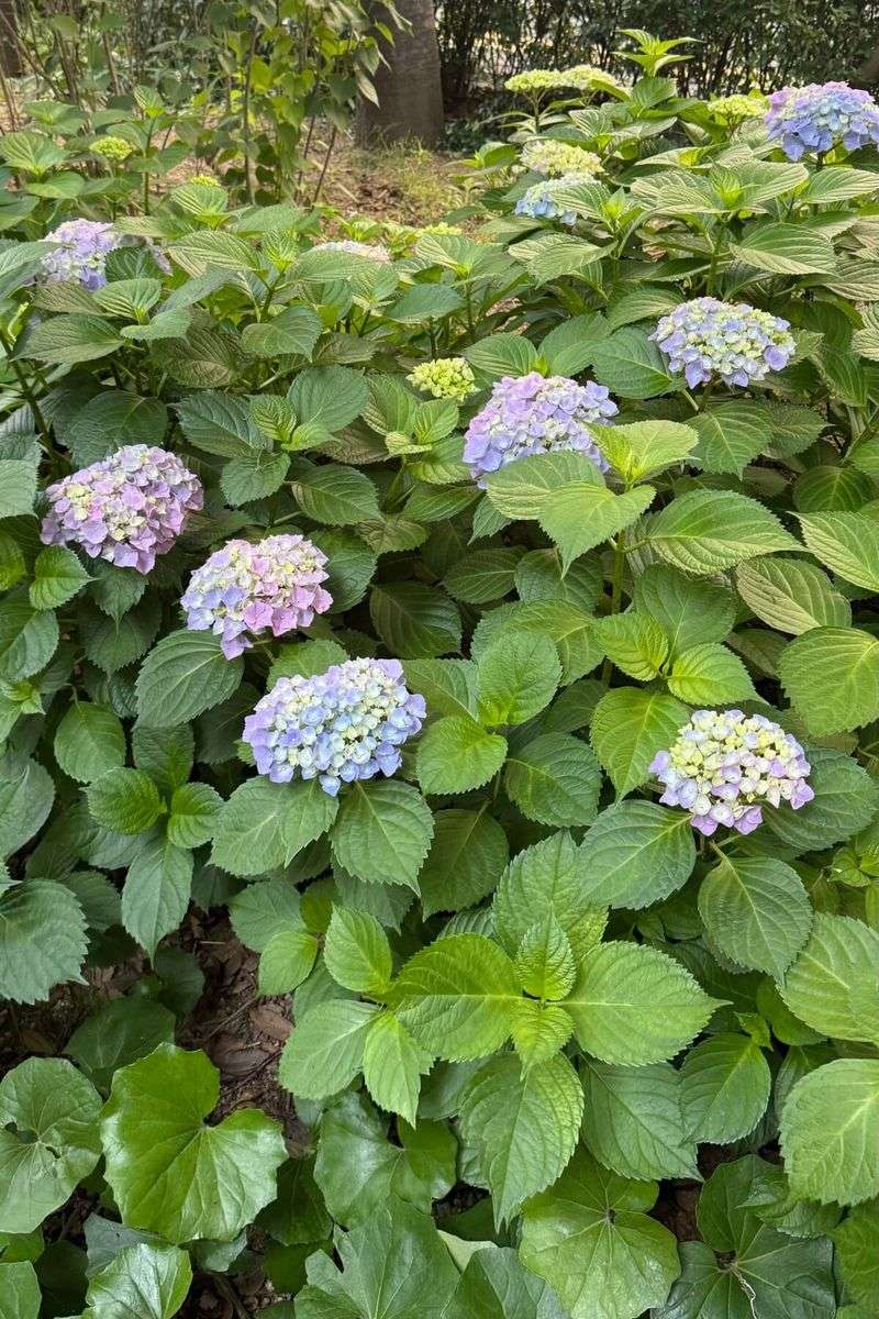 Leaves Do Not Guarantee Flowers