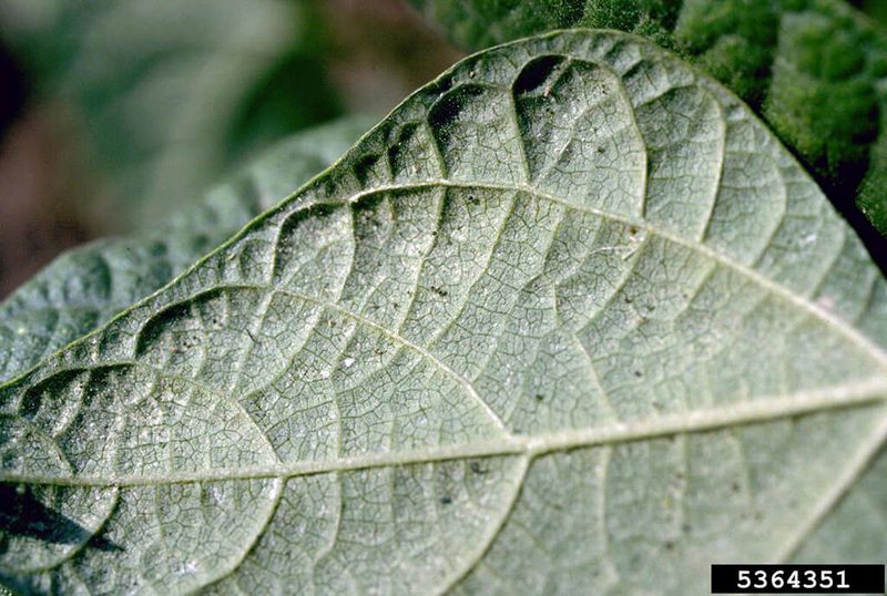 Inspect the Leaf Undersides for Pests and Edema
