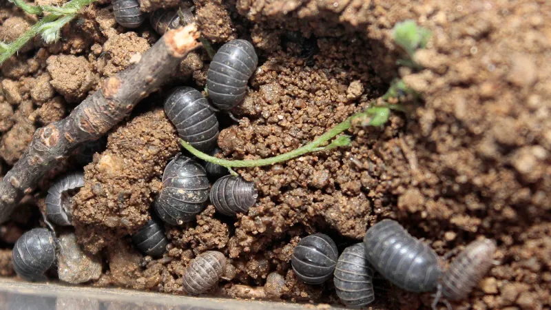 Pillbugs Under a Pot Usually Point to Shelter, Not Poison