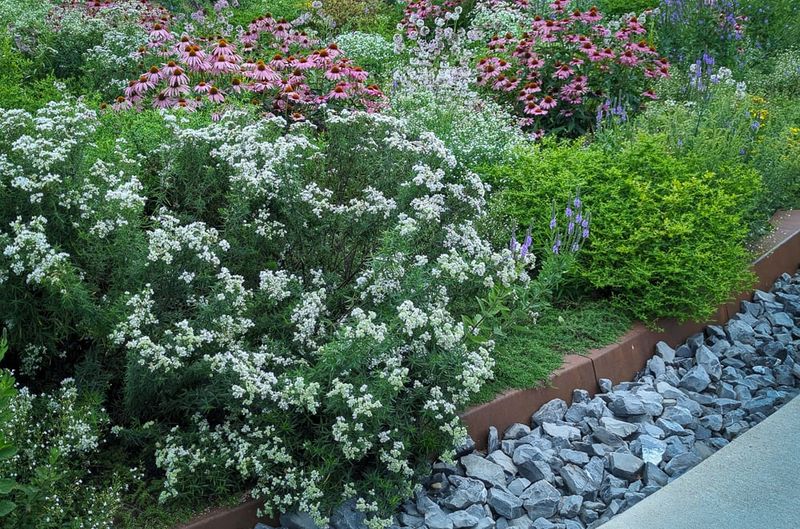 Choose the right mountain mint for a North Carolina patio border