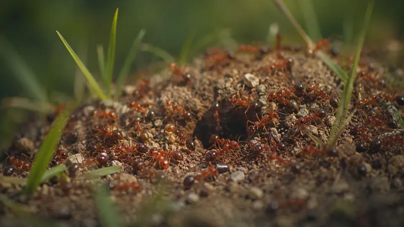 A missing mound or a top opening cannot clear the nest