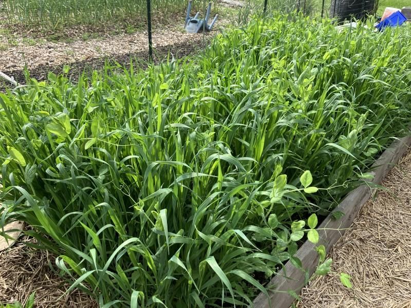A winter cover crop is an option, not a universal step