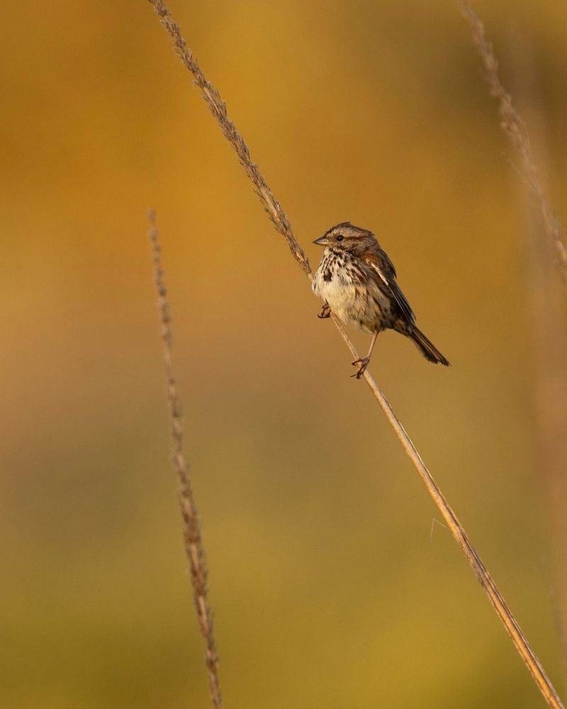 Song Sparrow