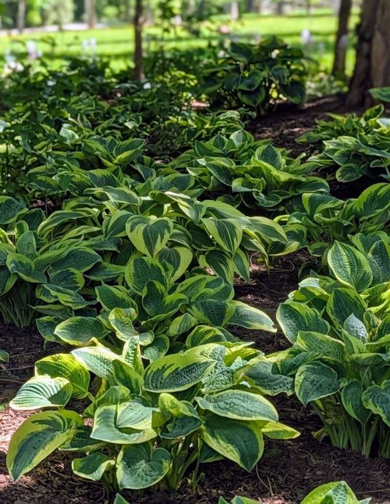 Hosta