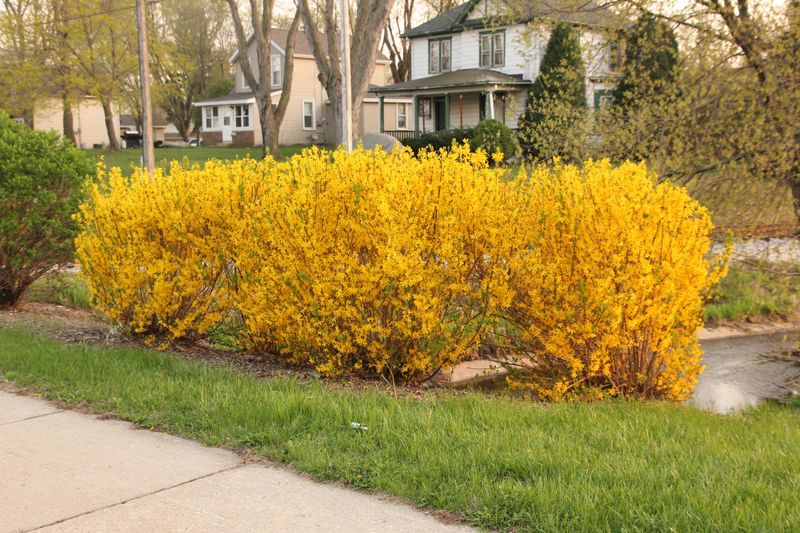 Forsythia sets next spring’s gold before autumn arrives