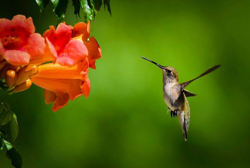 Make the choice that fits your yard