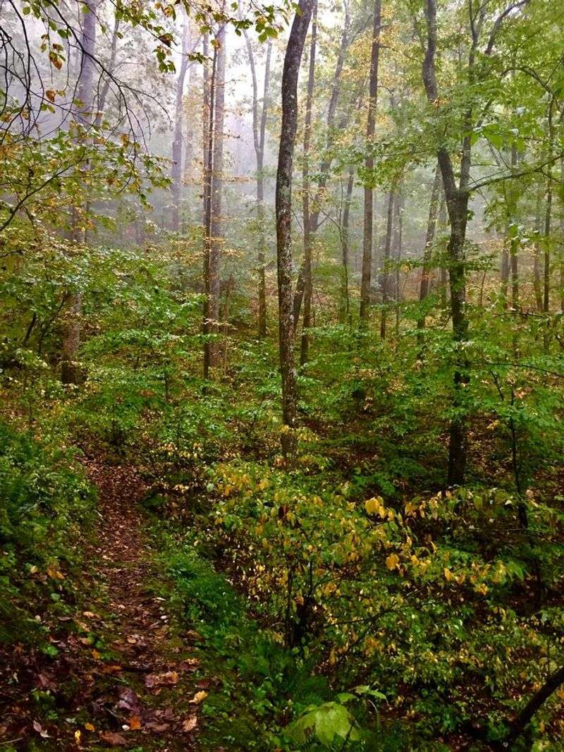 Why the lawn-to-woods edge deserves attention