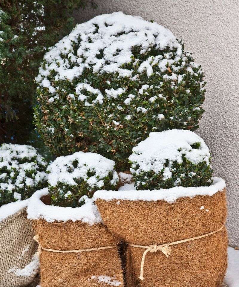 Protect container roots during cold spells