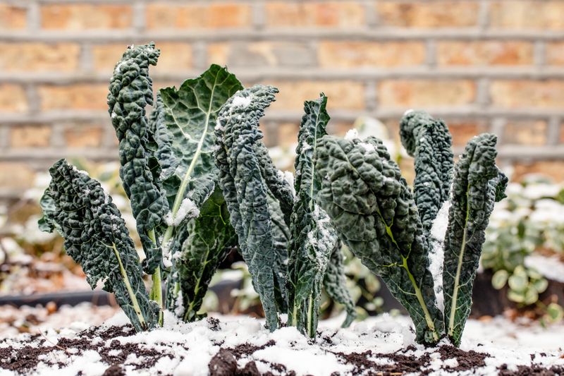 Kale