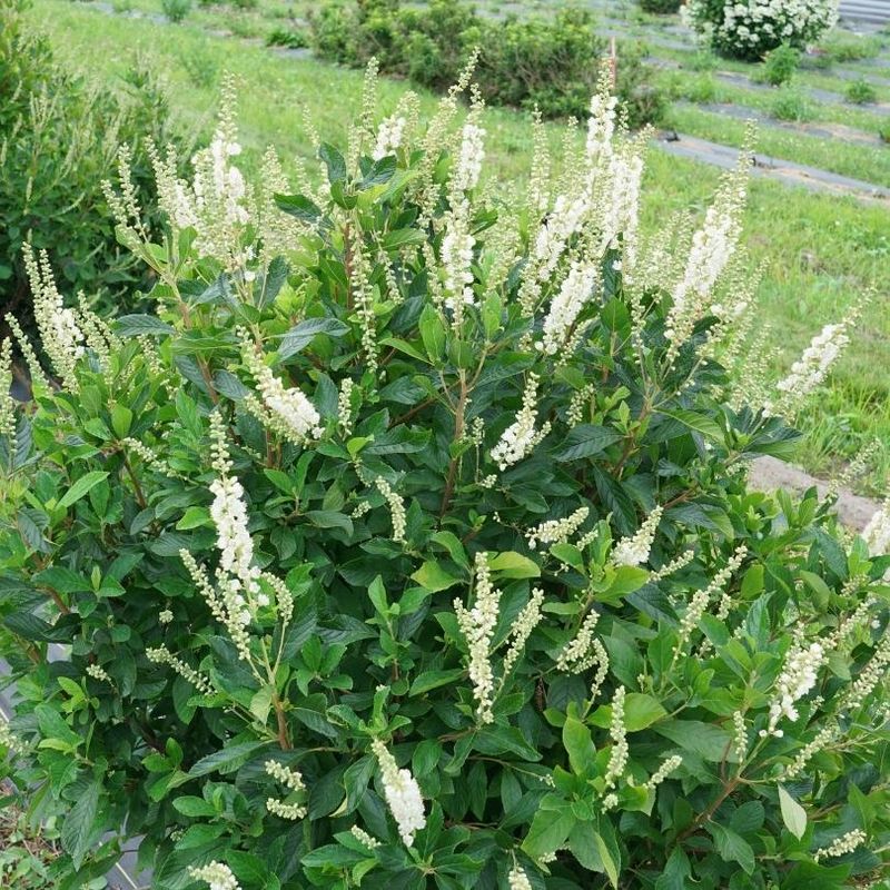 Summersweet (Clethra alnifolia)