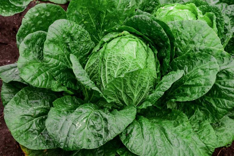 Cabbage