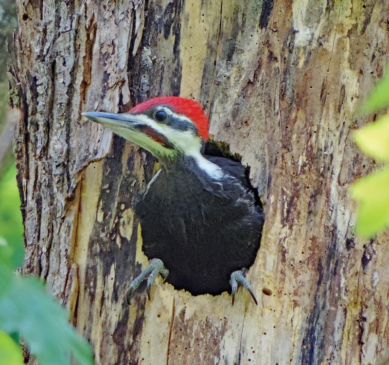 A Pileated Woodpecker cavity creates habitat, not a guaranteed tenant queue