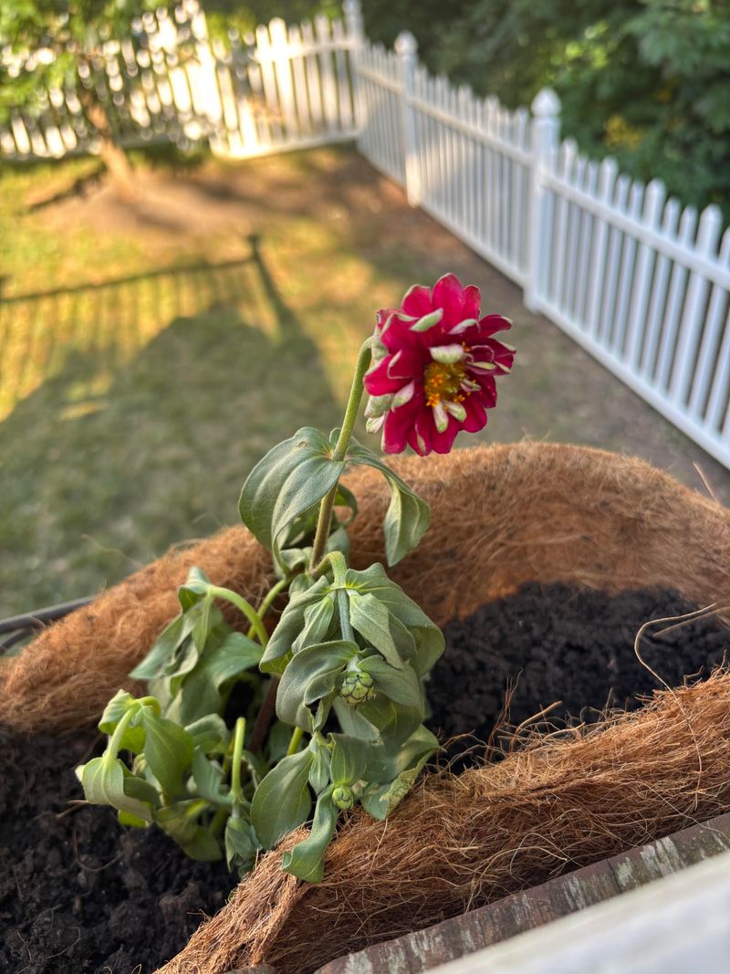 Skipping the Recovery Care After Transplanting