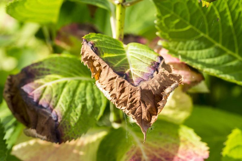 Leaves Curling Inward and Feeling Brittle