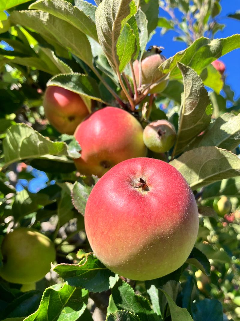 Fruit Trees (Apple, Cherry, Pear)