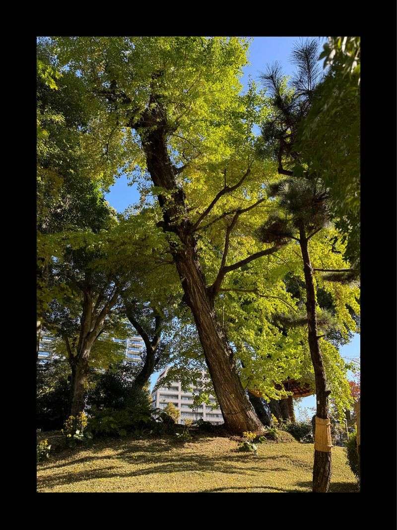 Documented Hiroshima ginkgos regrew after severe damage