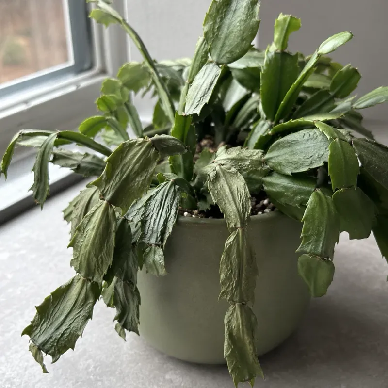 Why wet roots can leave a cactus looking thirsty
