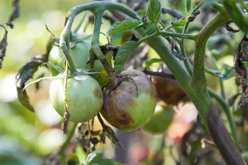 Bruising Fruit With Rough Handling And Careless Ties
