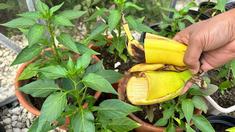 Banana Peels