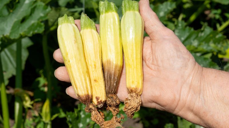 Blossom End Rot