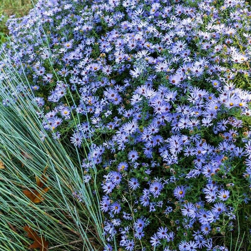 Pair the canopy with plants that carry the season forward