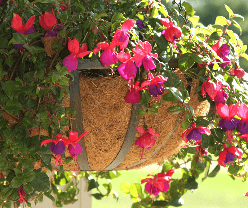 Fuchsia Hanging Baskets