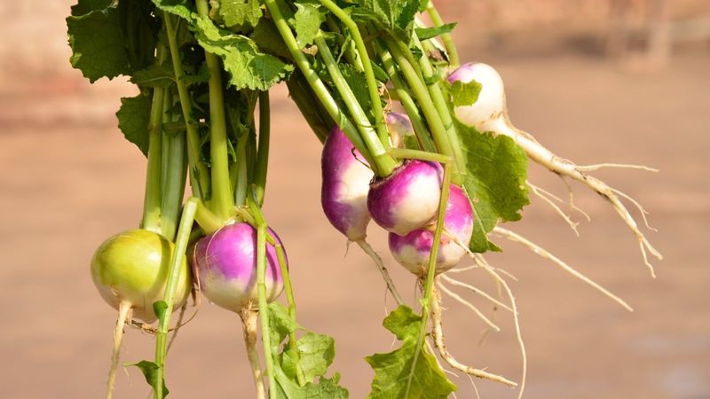 Turnips