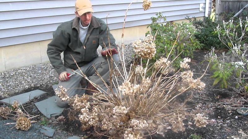 Pruning Re-Blooming Hydrangeas Too Aggressively