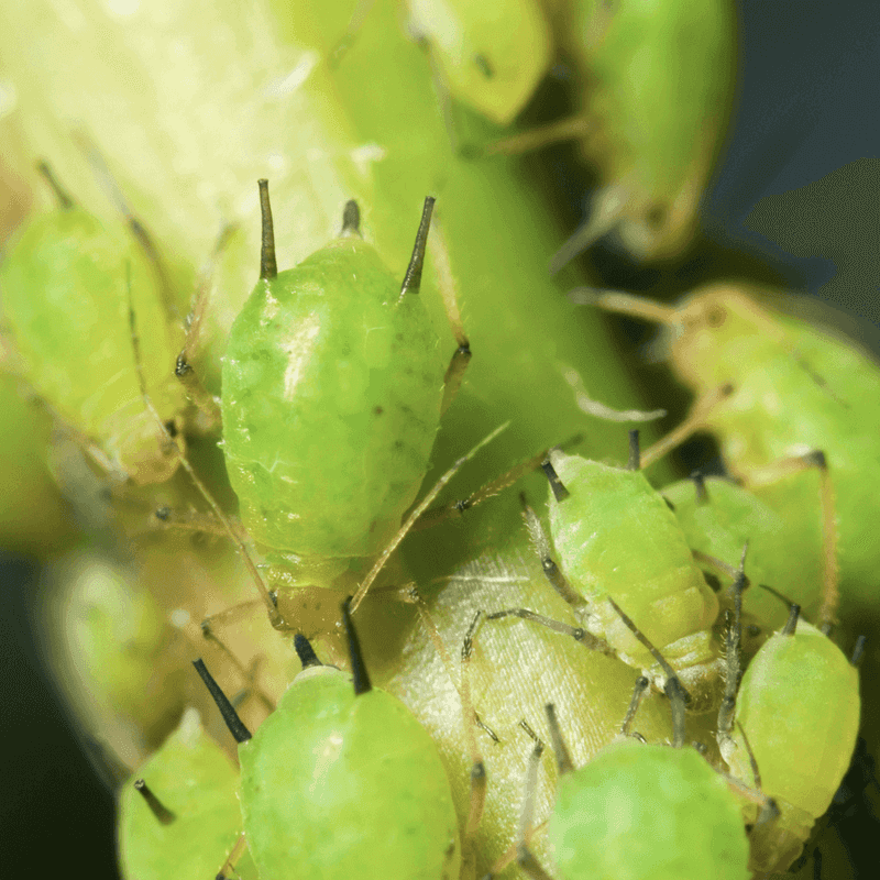 Inspect for Pests