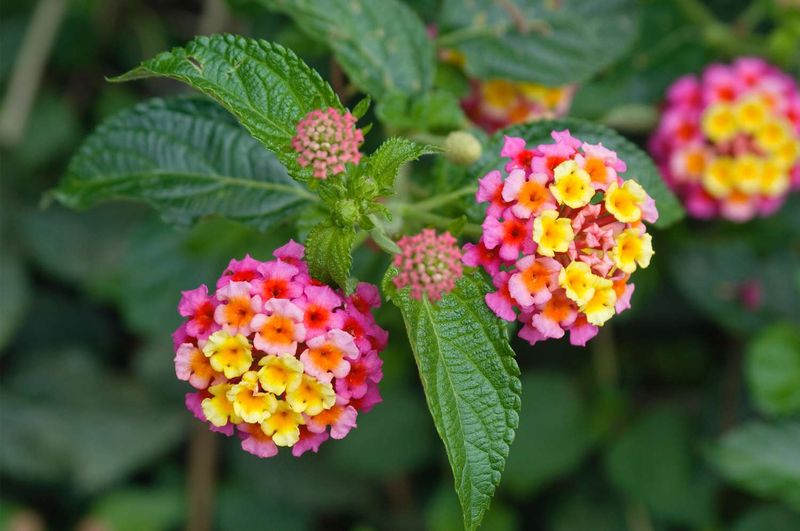 Lantana