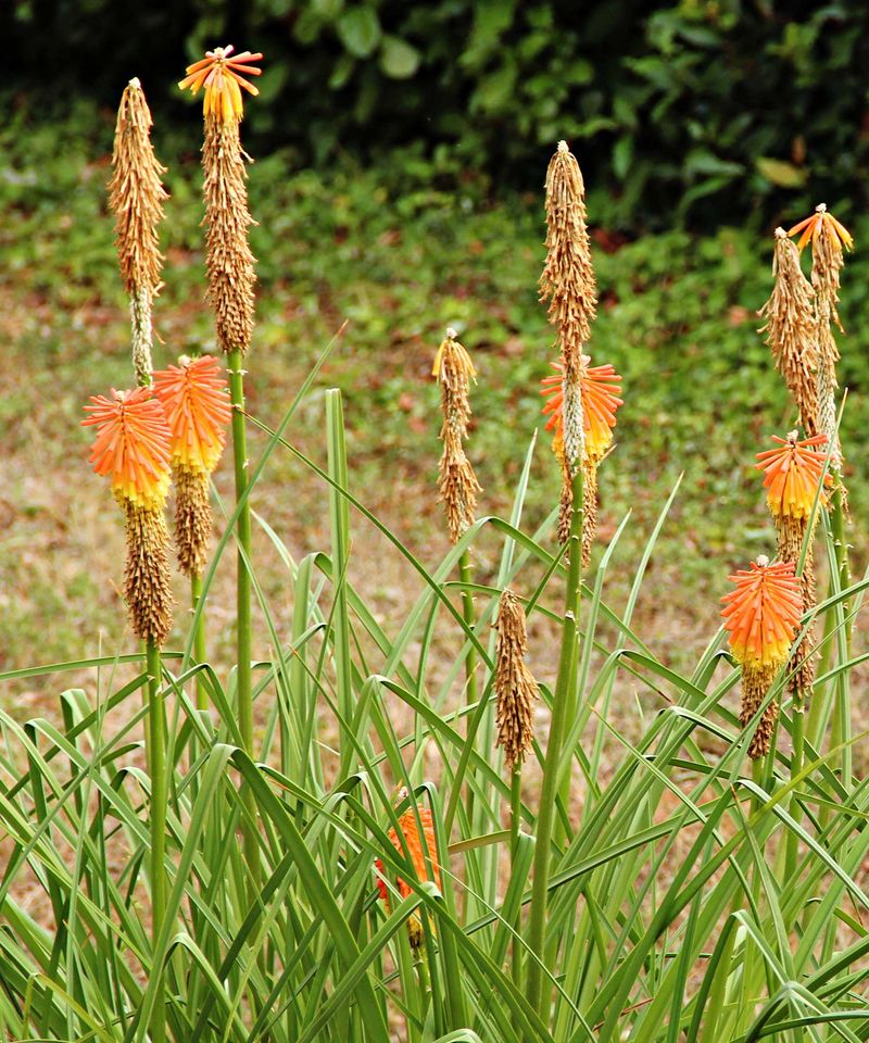 Red-Hot Poker (Kniphofia)