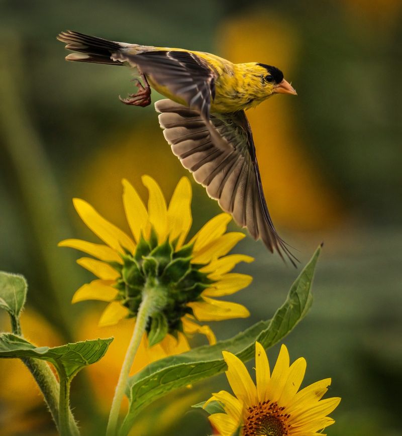 American Goldfinches