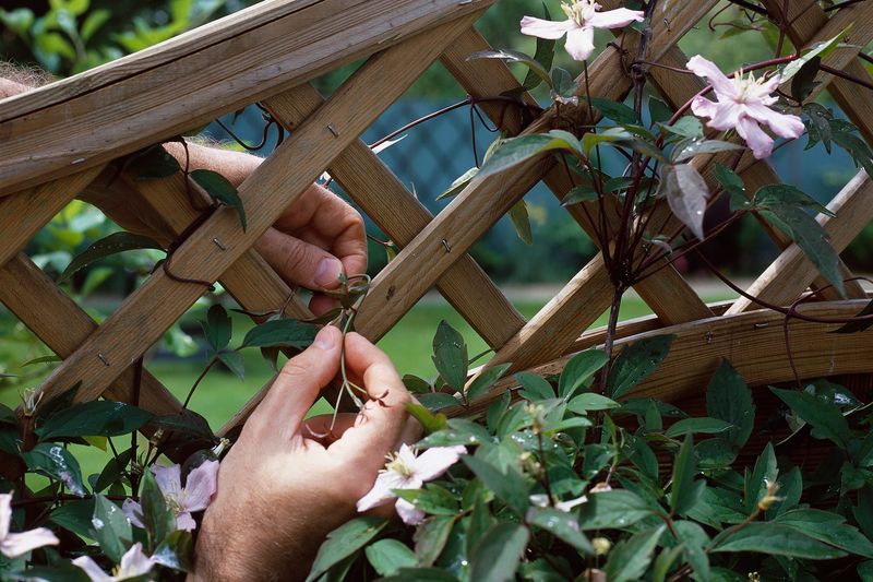 Tie Loose Stems to Their Support