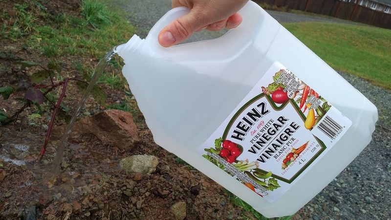 Vinegar