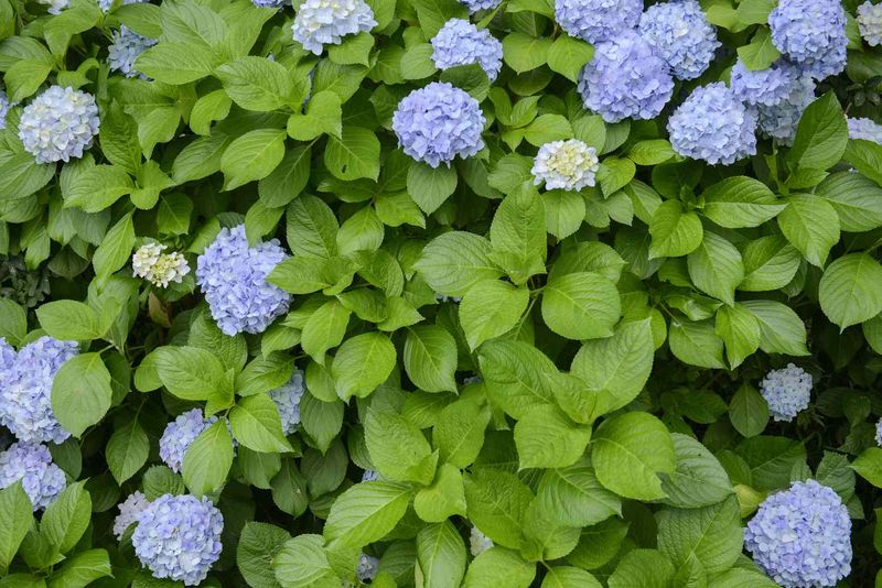 The practical rescue is restraint, not a bloom booster