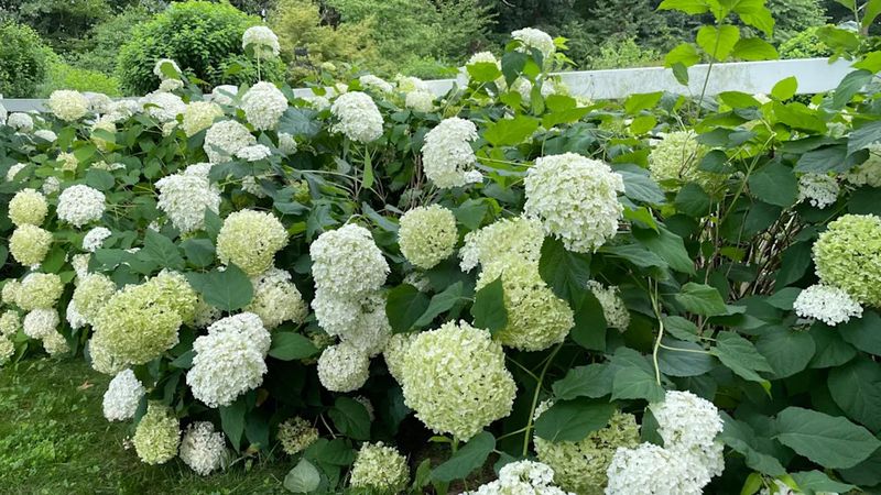 Sometimes the plant is healthy but the flowers are too heavy