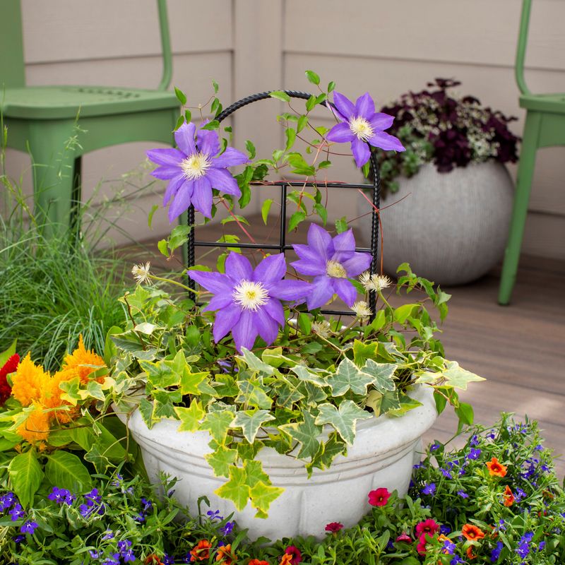 Container clematis need closer attention