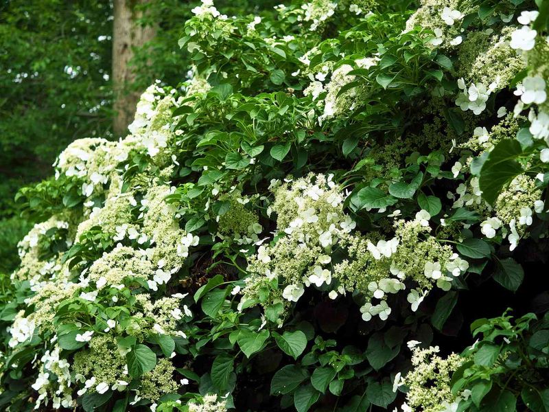 Climbing Hydrangea (Hydrangea anomala petiolaris)