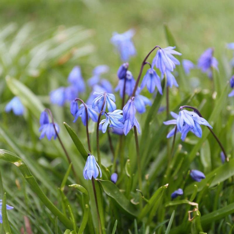 Siberian Squill