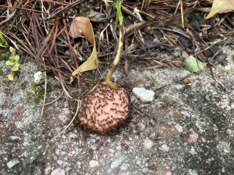 Check that ants are foraging before baiting