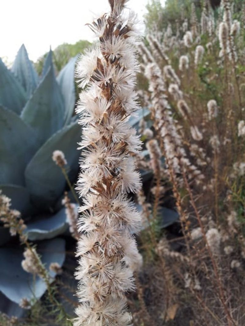 Liatris (Gayfeather)