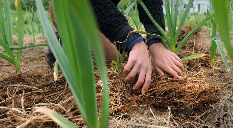 Letting Weeds Move In