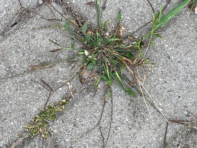 Cleanup cannot retrieve seed already in the soil
