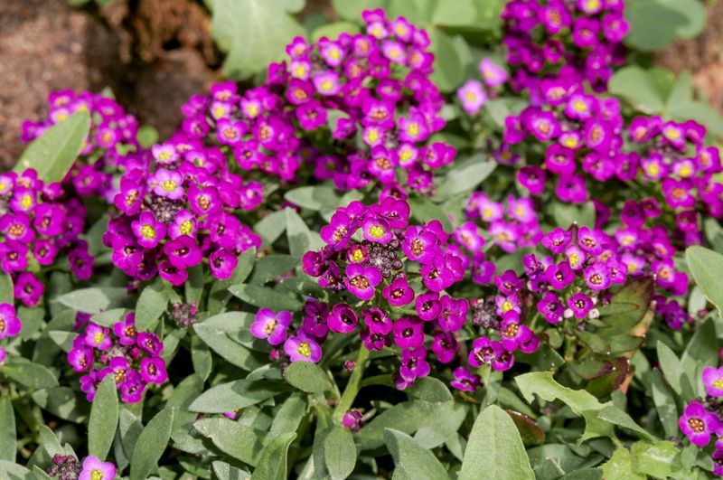 Sweet Alyssum