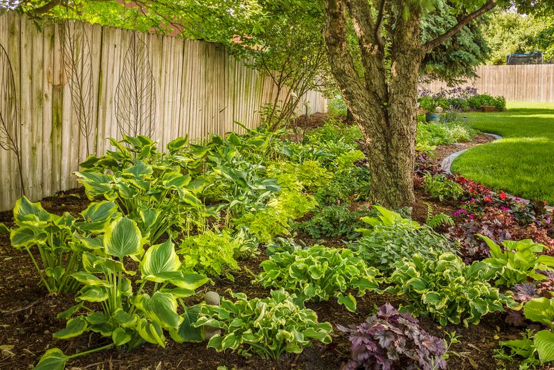 Place hostas and grasses according to their needs