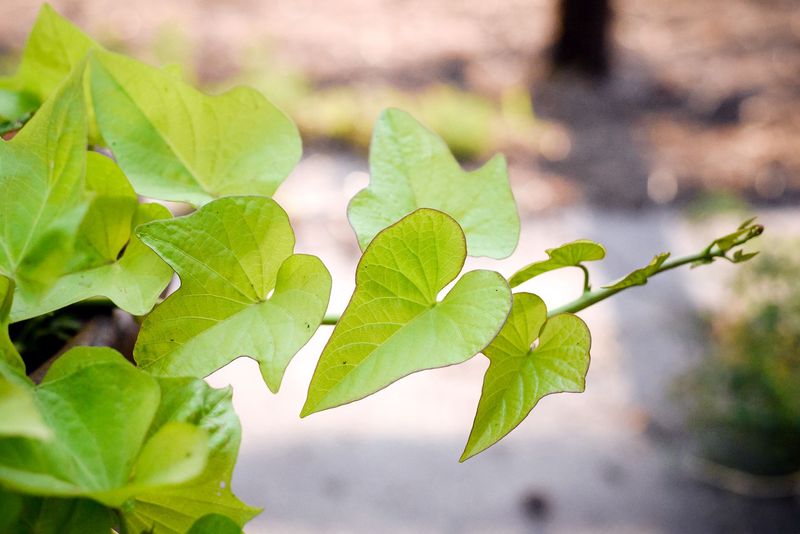 Ornamental vines require a pesticide check